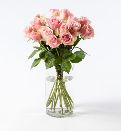 15 rosa roser 15 rosa roser